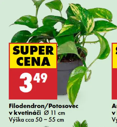 Filodendron/Potosovec v kvetináči