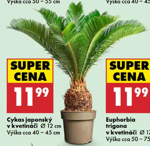 Cycas japonský v kvetináči