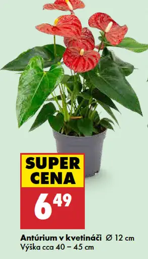 Antúrium v kvetináči