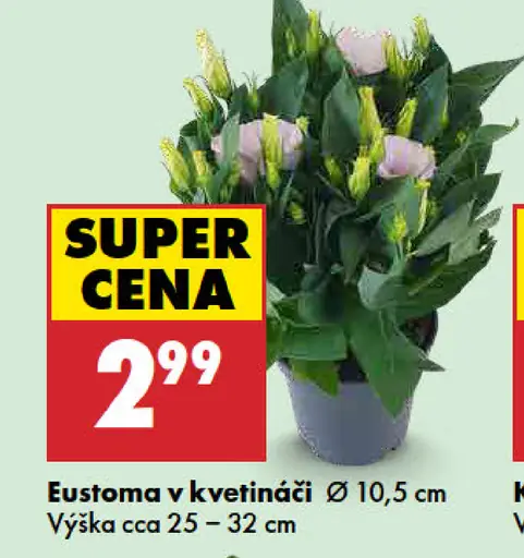 Eustoma v kvetináči