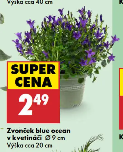 Zvonček blue ocean v kvetináči