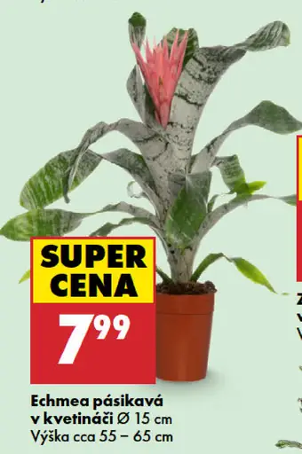 Echmea pásikavá v kvetináči