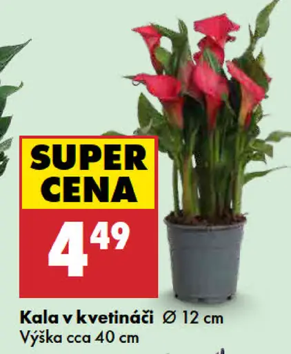 Kala v kvetináči