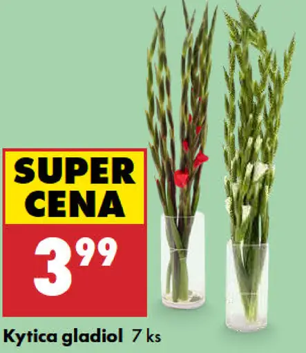 Kytica gladiol