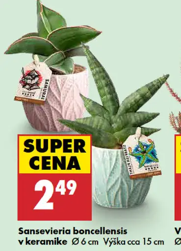 Sansevieria boncellensis v keramike
