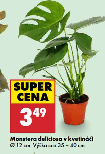 Monstera deliciosa v kvetináči