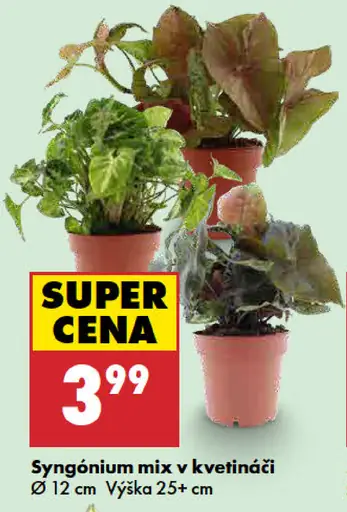 Syngónium mix v kvetináči