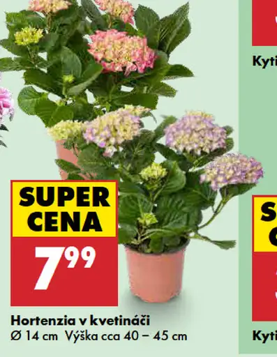 Hortenzia v kvetináči