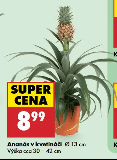 Ananás v kvetináči