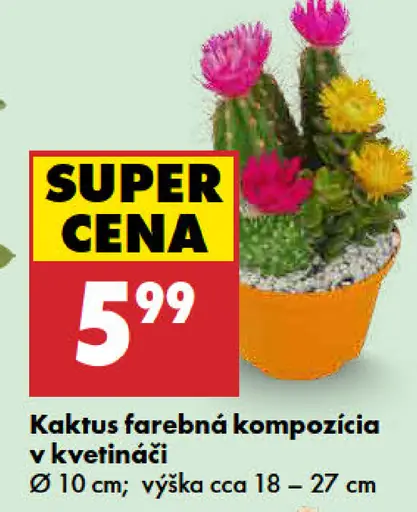 Kaktus farebná kompozícia v kvetináči