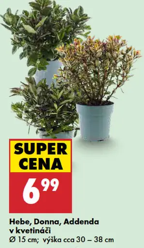 Hebe, Donna, Addenda v kvetináči