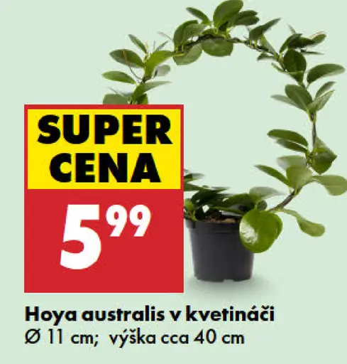 Hoya australis v kvetináči