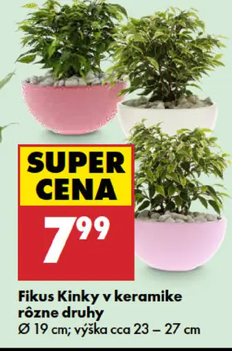 Fikus Kinky v keramike