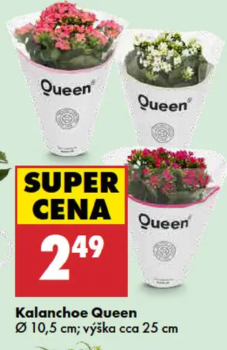 Kalanchoe queen