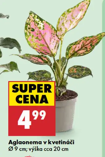 Aglaonema v kvetináči