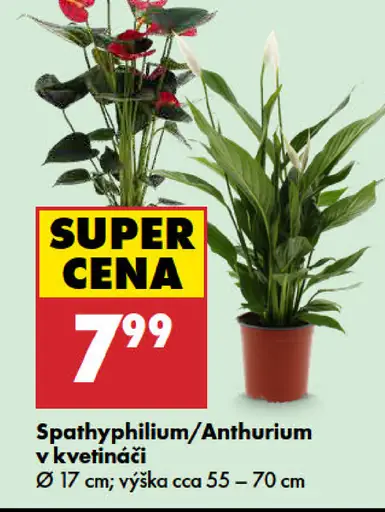 Spathiphyllum/Anthurium v kvetináči