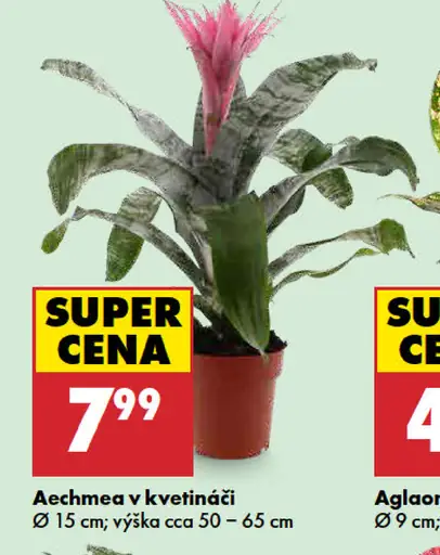 Aechmea v kvetináči