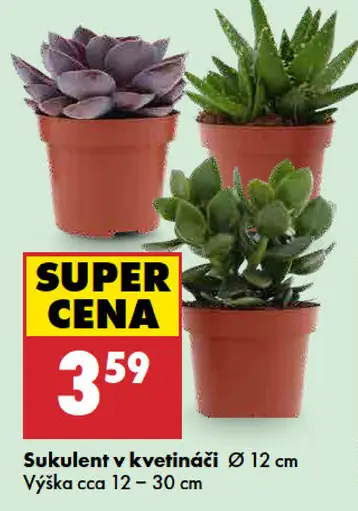 Sukulent v kvetináči