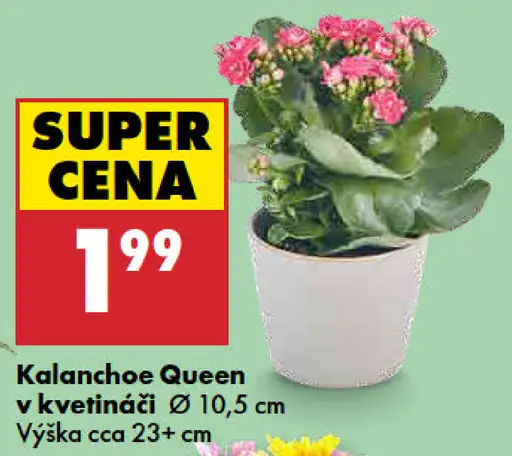 Kalanchoe queen