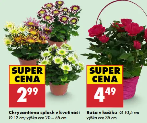 Chryzantéma splash v kvetináči
