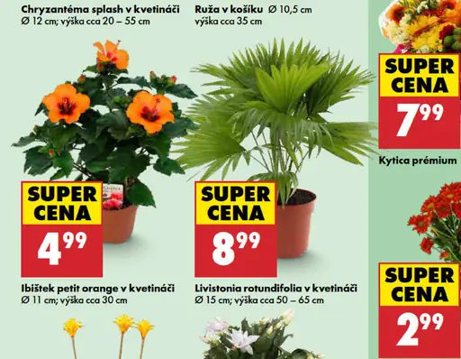 Kytica Premium