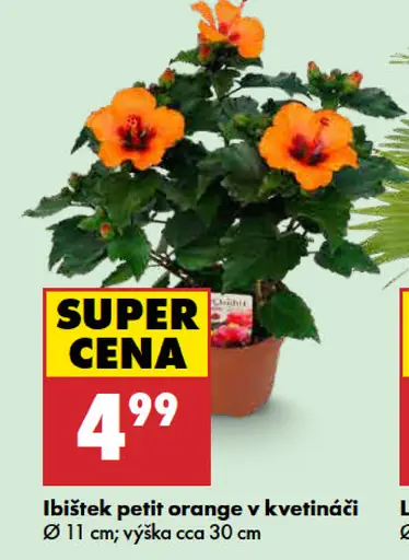 Ibištek petit orange v kvetináči