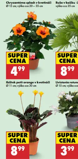 Ruža v košíku