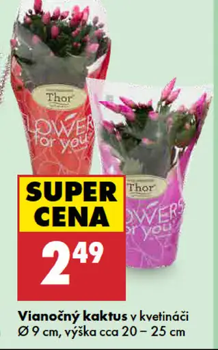 Vianočný kaktus v kvetináči