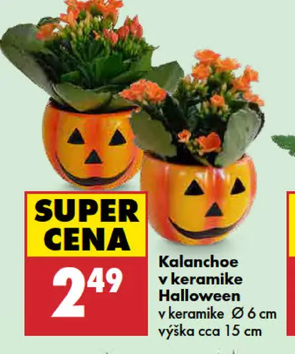 Kalanchoe v keramike Halloween