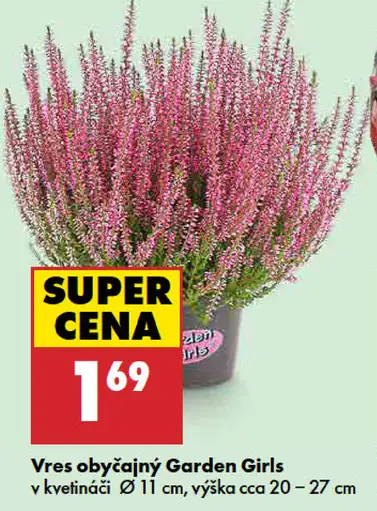 Vres obyčajný Garden Girls