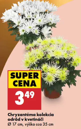 Chryzantéma kolekcia odrôd v kvetináči