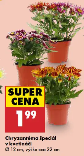 Chryzantéma špeciál v kvetináči