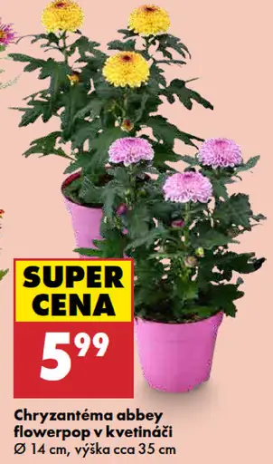 Chryzantéma abbey flowerpop v kvetináči