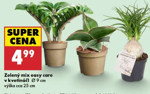Zelený mix easy care v kvetináči