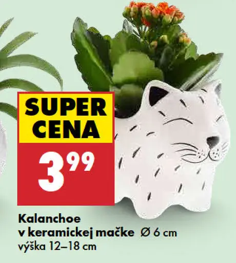 Kalanchoe v keramickej mačke