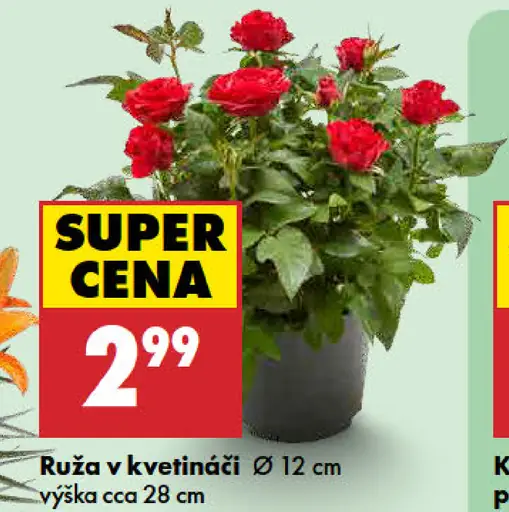 Ruča v kvetináči
