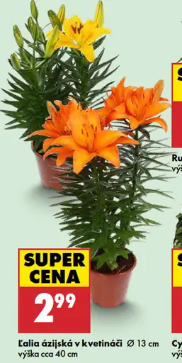 Ľalia ázijská v kvetináči