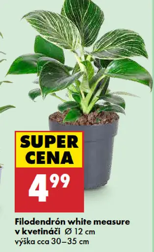 Filodendrón white measure v kvetináči