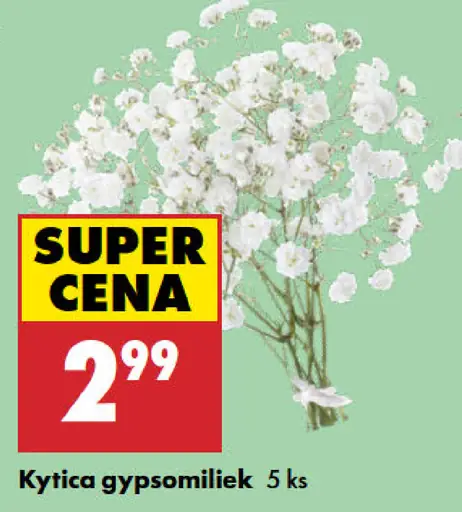 Kytica Gypsomiliek
