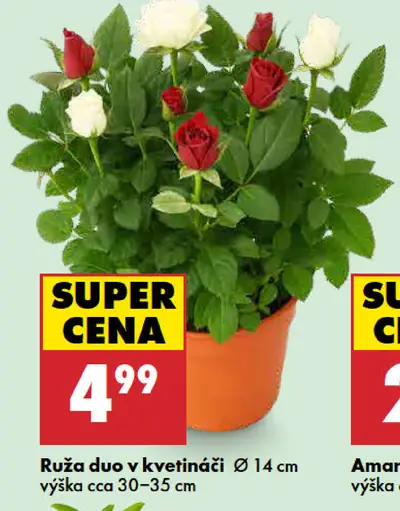 Ruza duo v kvetináči