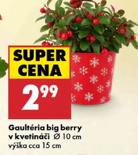 Gaultheria big berry v kvetináči