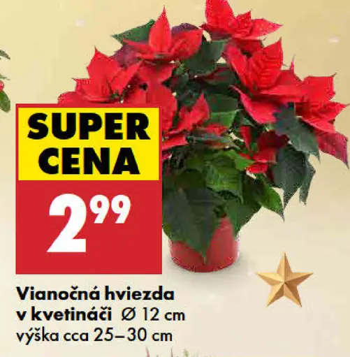 Vianočná hviezda v kvetináči