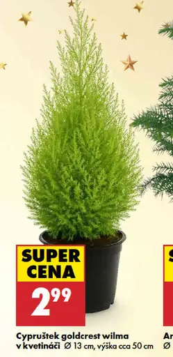 Cypruštek goldcrest wilma v kvetináči