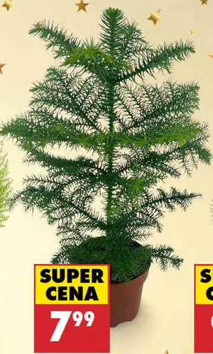 Borovica píniová silver crest v košíku