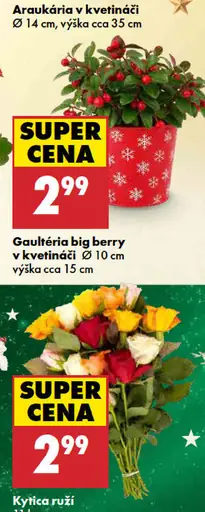 Arauária v kvetináči