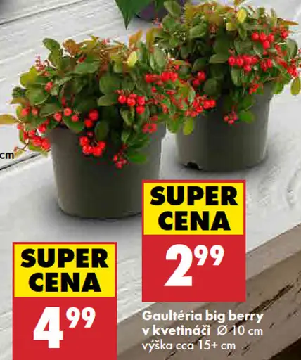 Gaultheria big berry v kvetináči