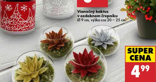 Vianočný kaktus v ozdobnom črepníku