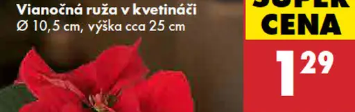 Vianočná ruža v kvetináči