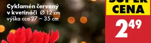Cyklamén červený v kvetináči