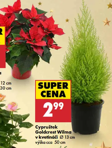 Cypruštek goldcrest wilma v kvetináči